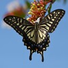 K川下流域沿道・アベリアにアゲハチョウ 