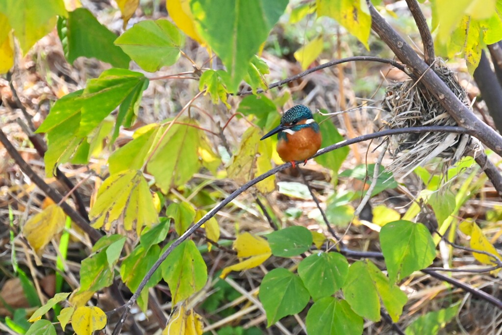 K川・いつものカワセミ♂ 