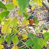 K川・いつものカワセミ♂ 