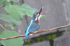 弱った大きな魚・・