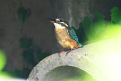 用水路・カワセミ♀若鳥