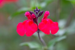 K川下流域・チェリーセージツーショット