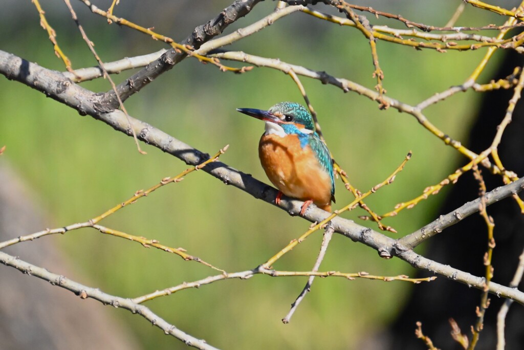 K川・上流のカワセミ♂