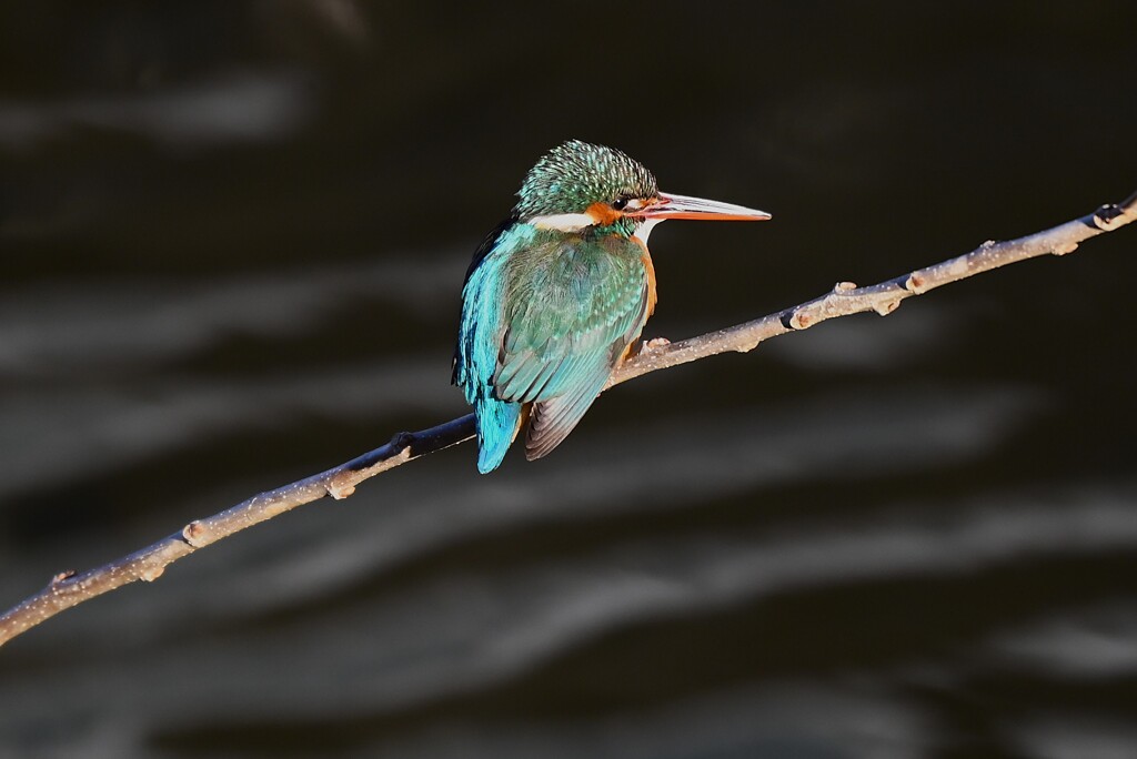 K川中流域・カワセミ♀
