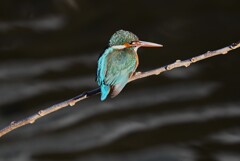 K川中流域・カワセミ♀