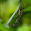 K川沿道・植込みのナガコガネグモ