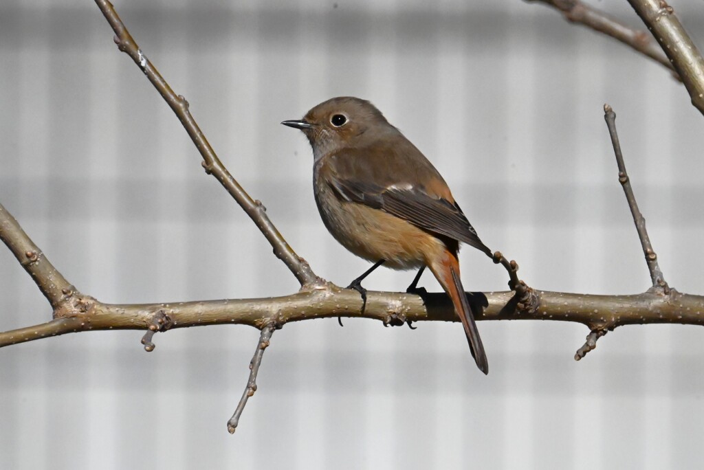 K川・ジョウビタキ♀