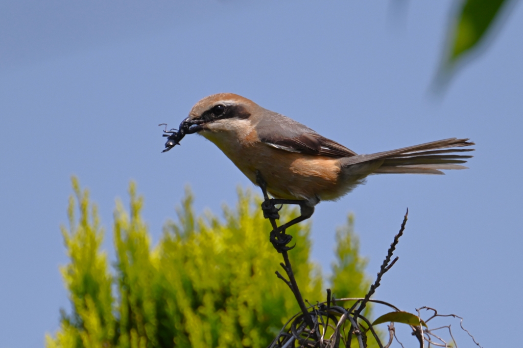 菜園・モズ♂、採食