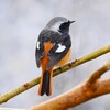 K川下流域・1月7日 (ジョウビタキ♂)