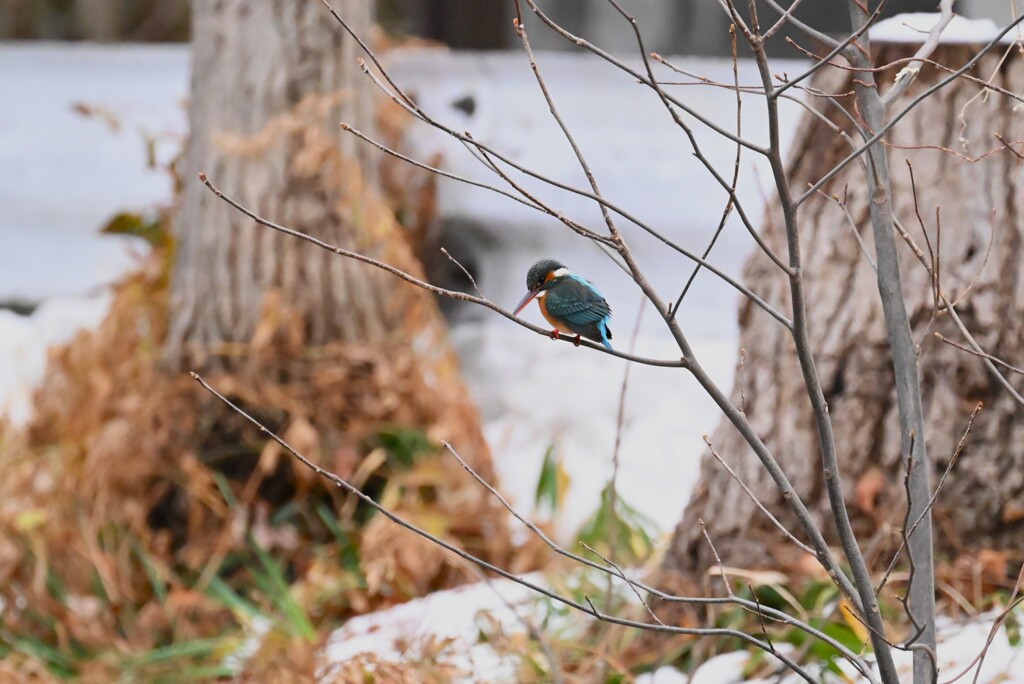 用水路・隠れ家から抜け出した雪カワセミ♀