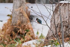用水路・隠れ家から抜け出した雪カワセミ♀