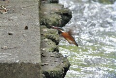 9時38分(交尾後何度となく水浴びをするカワセミ♀)
