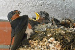 ツバメ観察・給餌に大忙し 