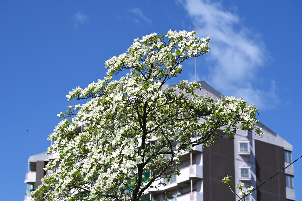 K川沿道・ハナミズキ