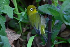 用水路・ノゲシに付く虫を食べるメジロ