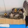 修復ツバメ巣・1羽のひなが落ちたのか・・？