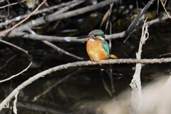 K川・カワセミ♀..