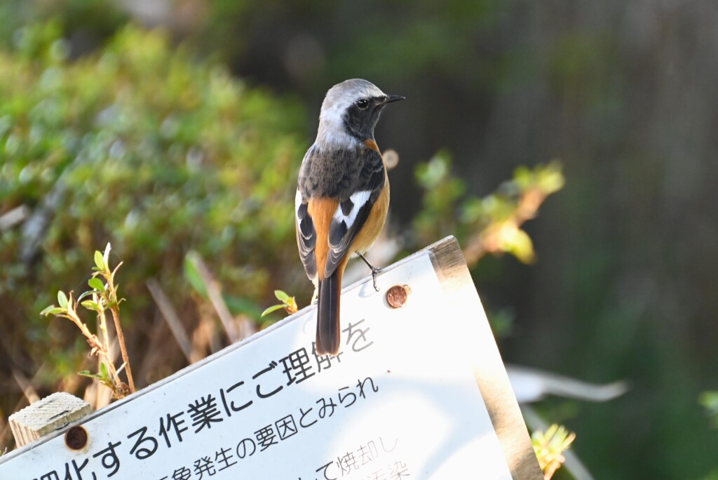K川・ジョウビタキ♂