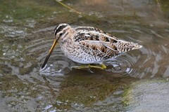 K川源流域・初見初撮りのタシギ 