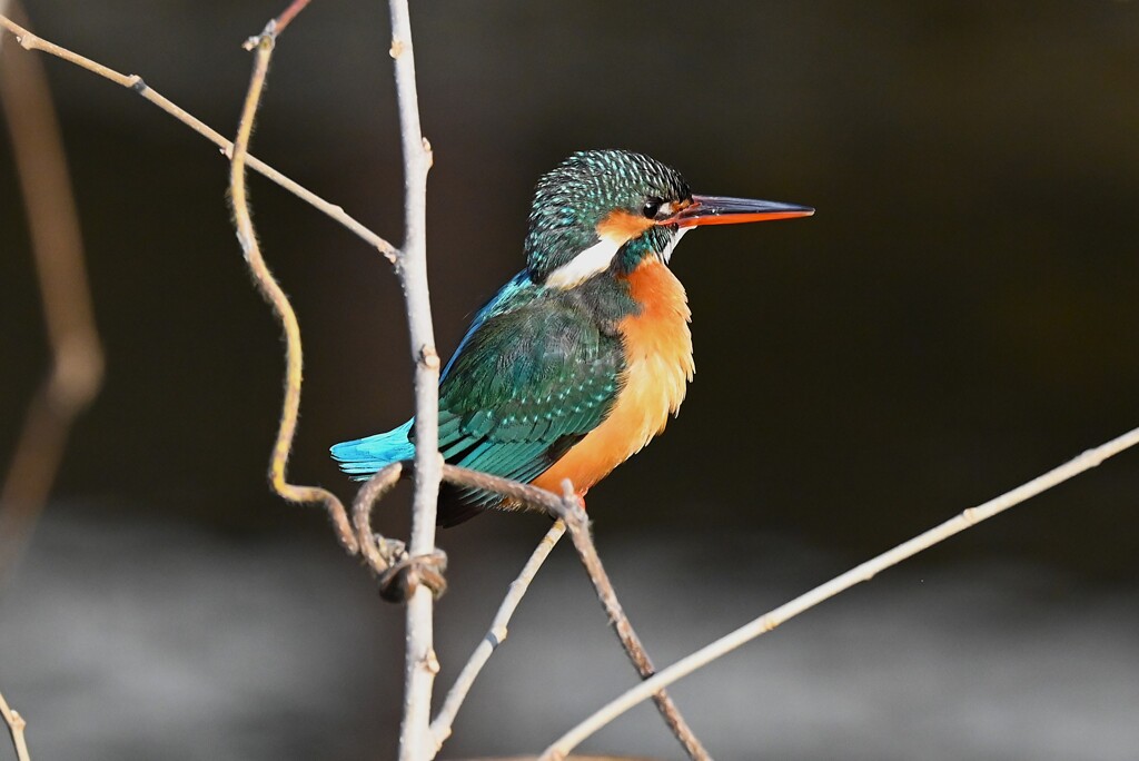 K川中流域・ぶりっ子カワセミ♀