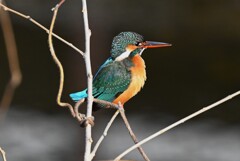 K川中流域・ぶりっ子カワセミ♀