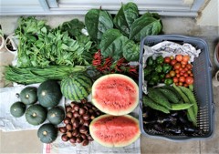 2017年8月27日・菜園収獲