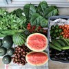 2017年8月27日・菜園収獲