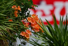 K川沿道・民家のノウゼンカズラ