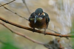 K川・カワセミ♂巣立ちびな 