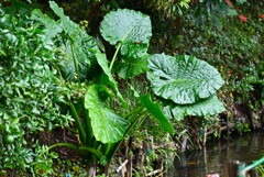 用水路・何芋？