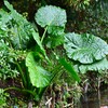 用水路・何芋？