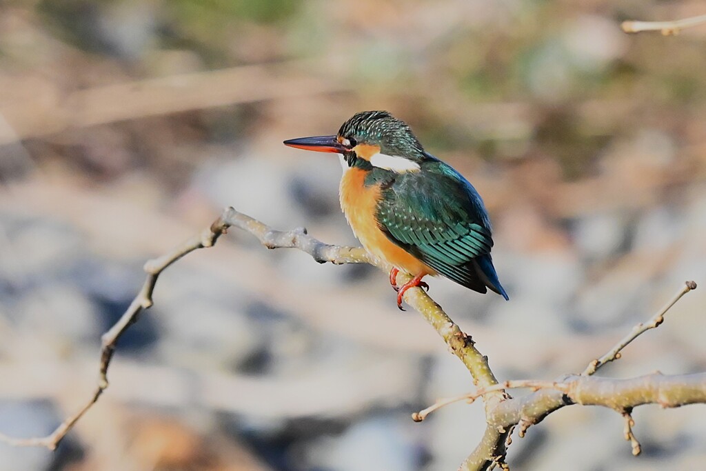 K川下流域・水溜りにカワセミ♀若