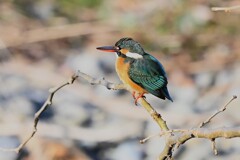 K川下流域・水溜りにカワセミ♀若