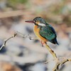 K川下流域・水溜りにカワセミ♀若