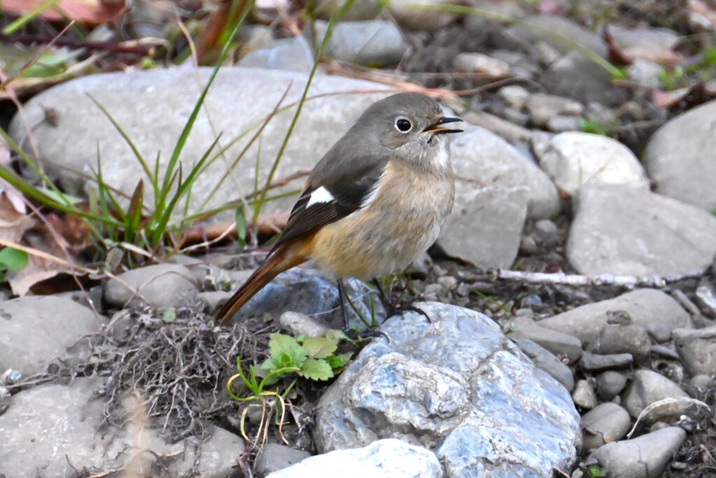 Ｋ川・ジョウビタキ♀