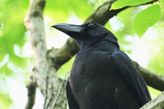 A公園・オオ、ハシブトガラス