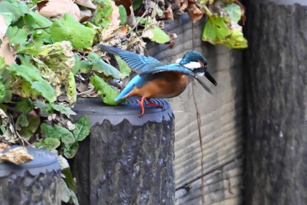 用水路・やっと逢えたカワセミ♂（餌をめがけ）
