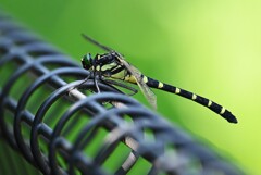 K川沿道・コオニヤンマ柵の上で一休み中