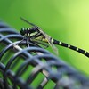 K川沿道・コオニヤンマ柵の上で一休み中