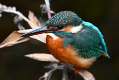 用水路・カワセミ♀若 