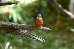 都内公園・カワセミ♂