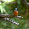 都内公園・カワセミ♂