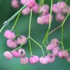 用水路・マユミの実