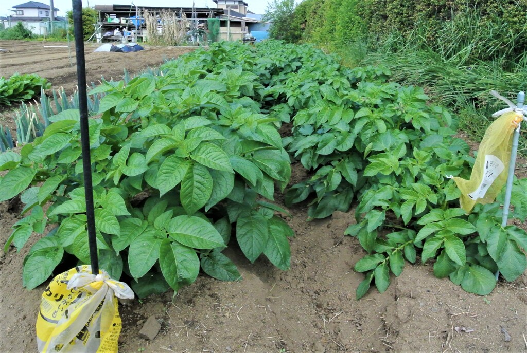 キタアカリ・メイクイーン