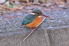 用水路・護岸の上に止まるカワセミ♀若