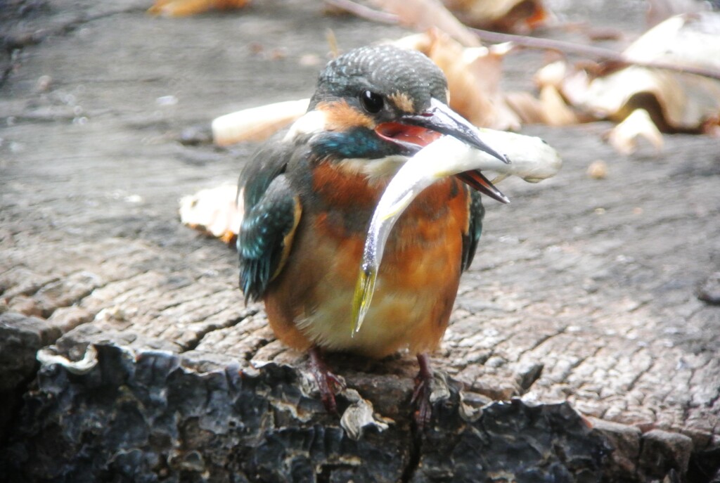 カワセミ♀若鳥（大きな獲物をゲット！）