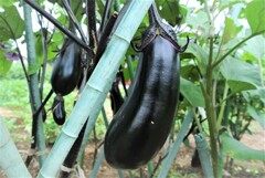 大きくなった一個