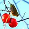 連絡道・柿の実を食べに来たメジロ