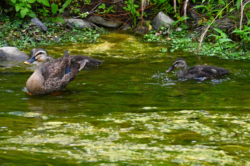 Ｋ川中流域・大きくなった6羽のカルガモひな