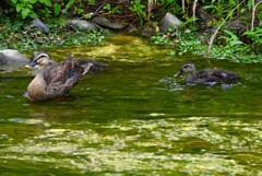 Ｋ川中流域・大きくなった6羽のカルガモひな